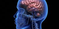Human cerveau
